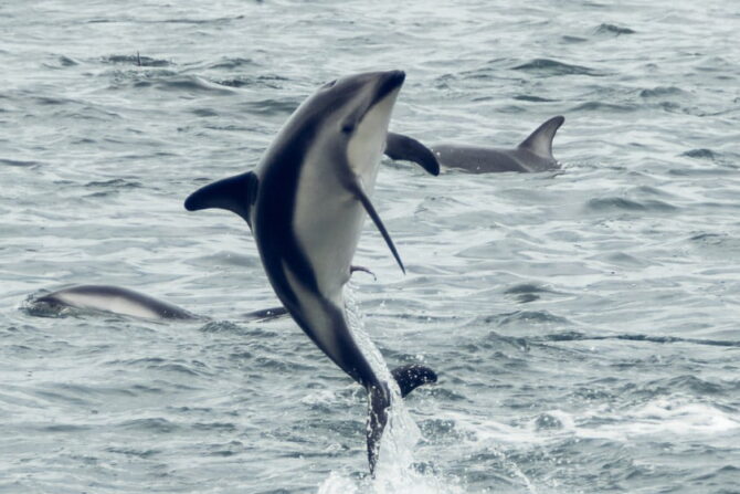 Endangered Hector's Dolphin (Cephalorhyncus hectori) endemic to New Zealand