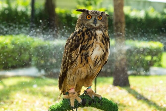 Eurasian Eagle Owl (Bubo bubo)