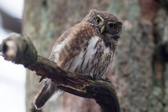 Eurasian Pygmy Owl (Glacidium passerinum)
