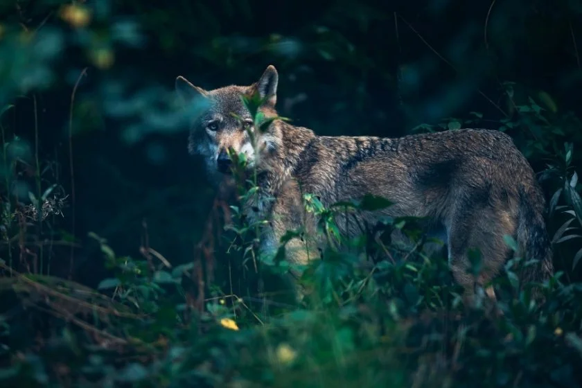 Eurasian Wolf Behind Bushes at Night