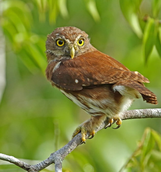 Ferruginous Pygmy Owl (Glaucidium californicum)