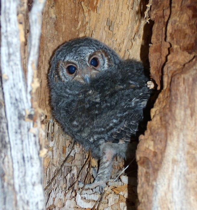 Flammulated Owl (Psiloscops flammeolus)