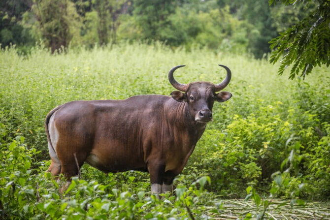 Gaur (Bos gaurus)