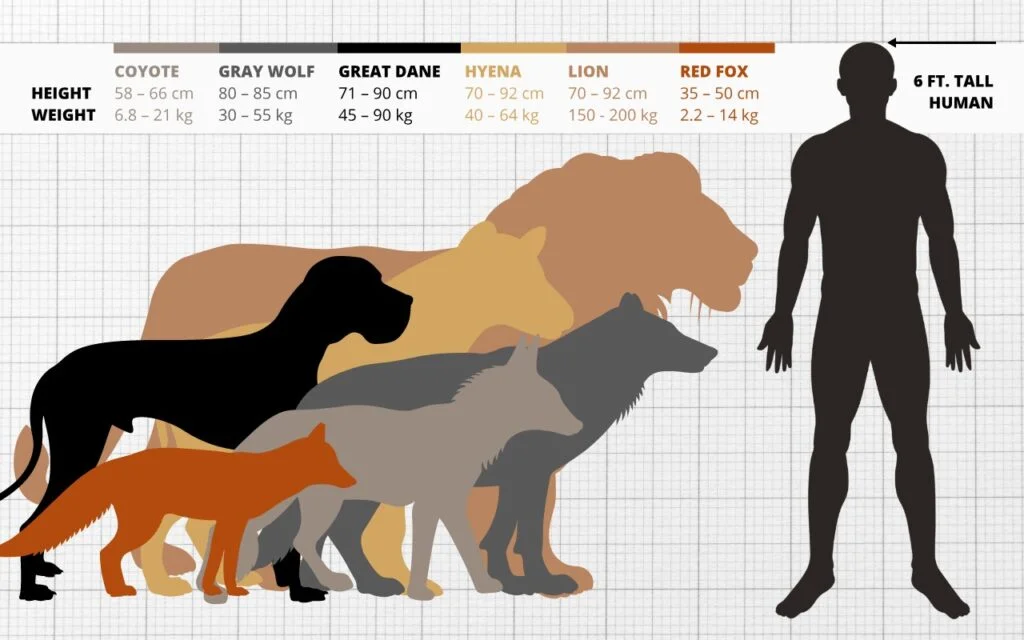 An illustration showing a gray wolf's size compared to a coyote, great dane dog breed, hyena, lion, red fox, and 6 feet tall Human.
