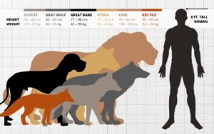 Wolf Size Comparison: How Big Are Wolves vs Dogs, Humans...?