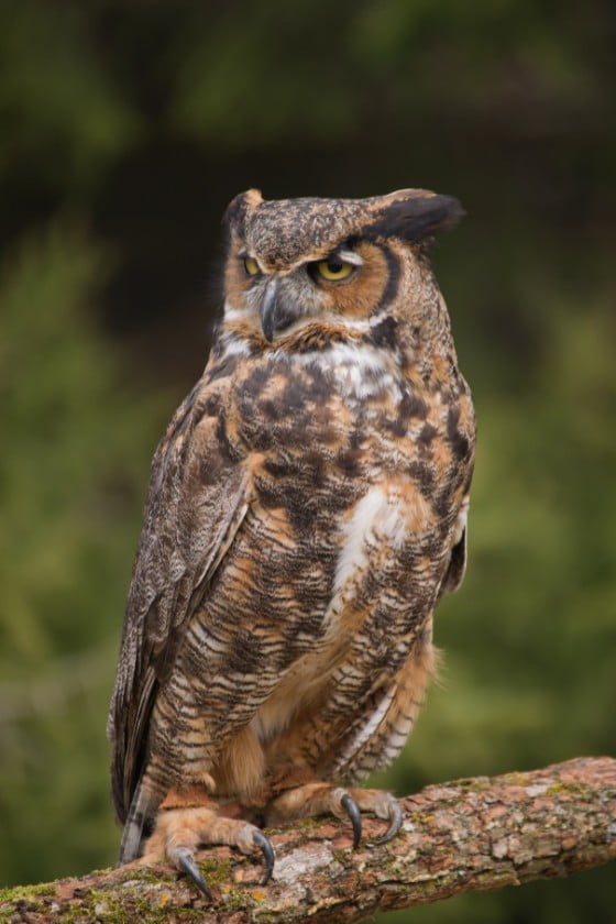 Great Horned Owl (Bubi virginianus)