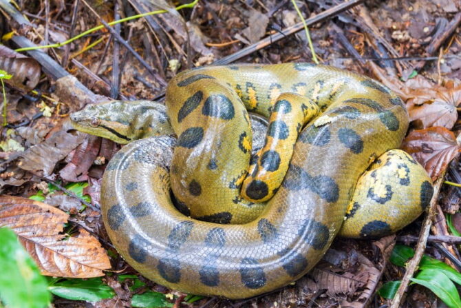 Green Anaconda (Eunectes murinus)