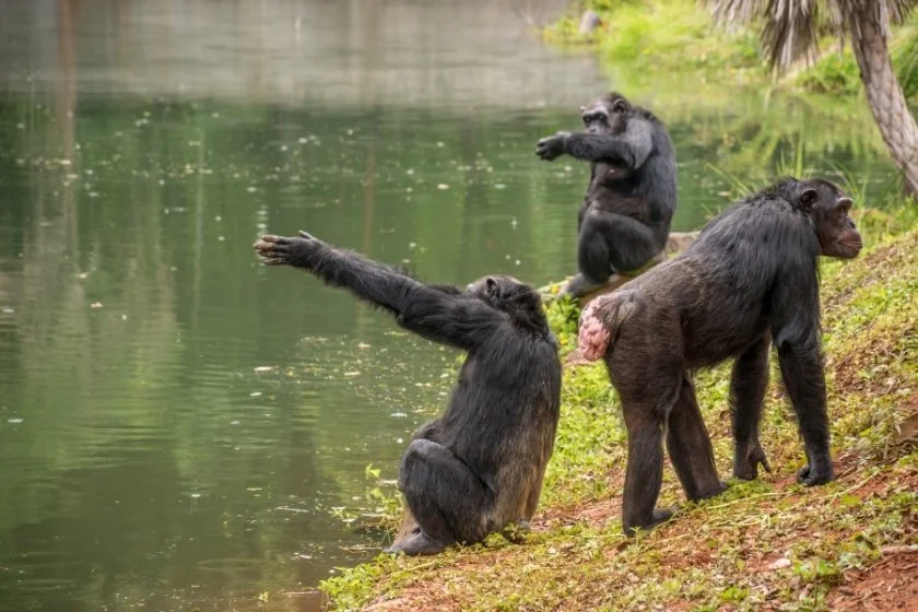 Group of Chimpanzees at the River Bank