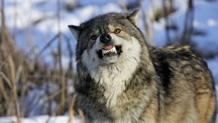 How To Survive A Wolf Attack In The Wild - 7 Effective Tips