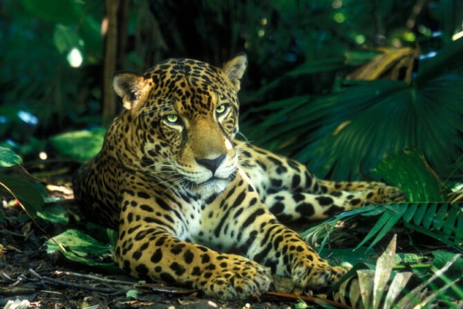 Jaguar (Panthera onca)