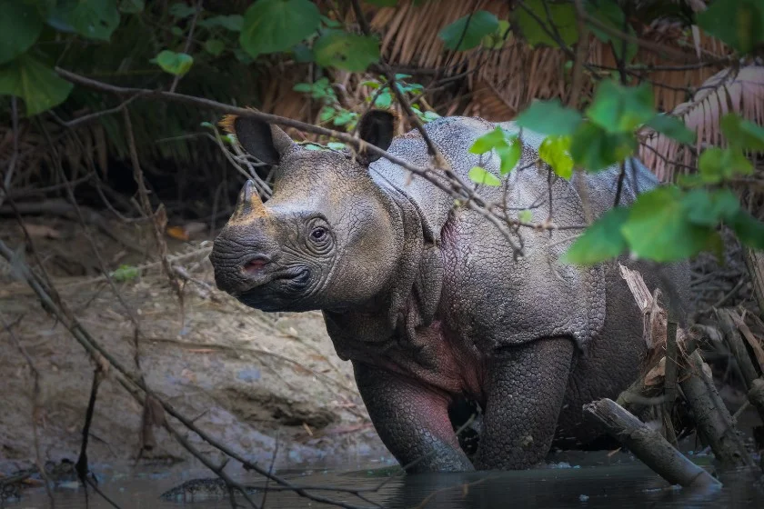 Javan Rhino (Rhinoceros unicornis) on the River Bank