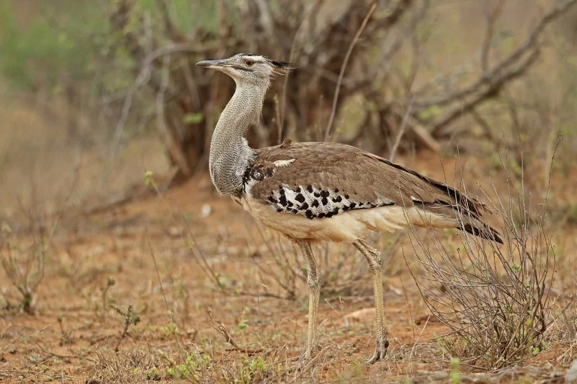 Kori Bustard (Ardeotis kori)