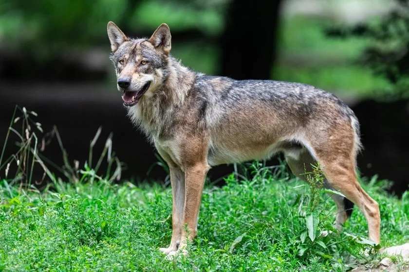 Large Gray Wolf in Full Standing Height in the Forest