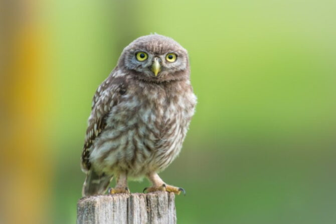 Little Owl (Athene noctua)