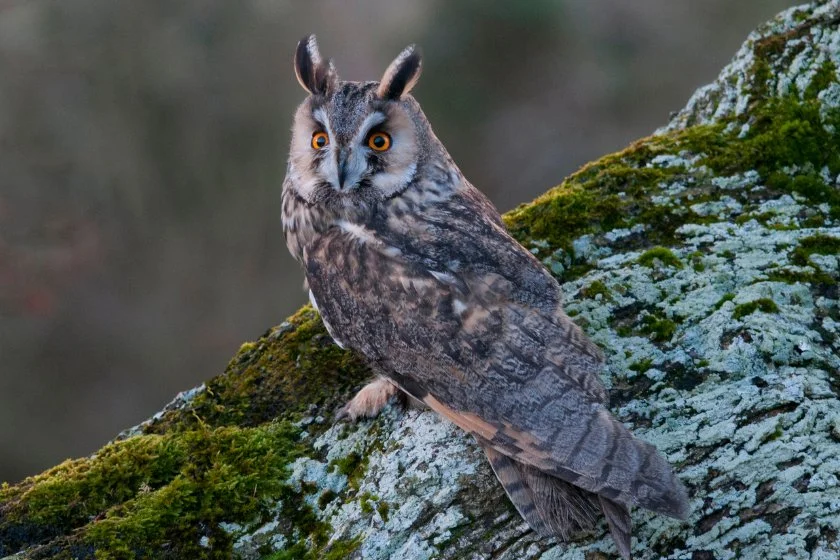 Long-Eared Owl (Asio otus)