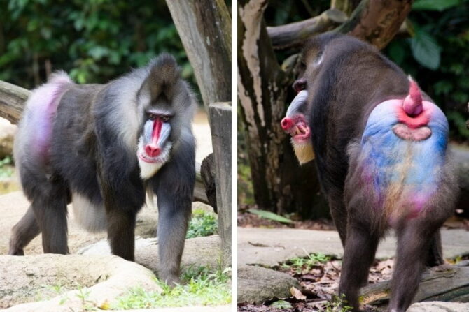Mandril with Pink, Red and Blue Bum