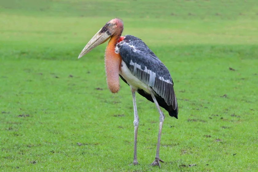 Marabou Stork (Leptoptilos crumenifer)