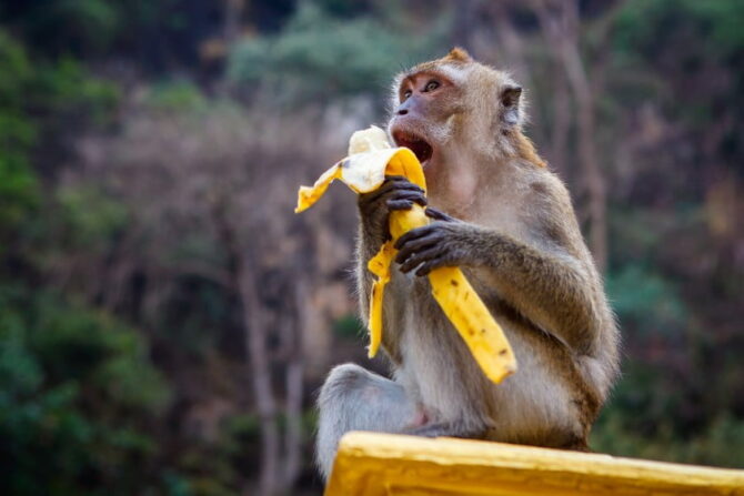 Monkey Eating Banana