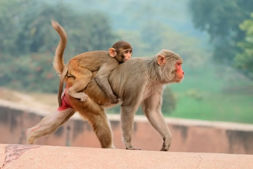 Mother and Baby Rhesus Macaques Monkeys