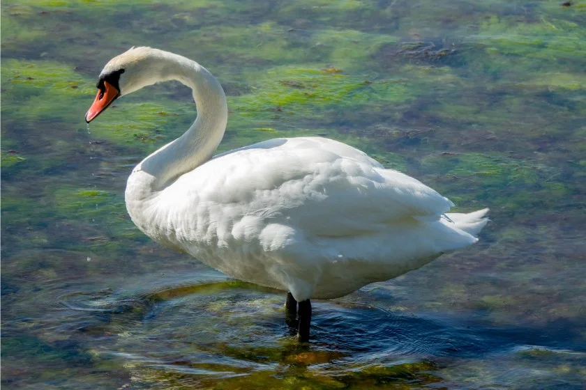 Mute Swan (Cygnus olor)