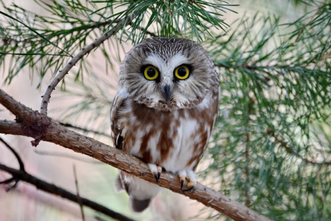 Northern Saw Whet Owl (Aegolius)