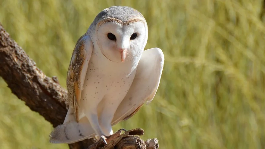 Owl Legs - Fascinating Facts You May Not Know (With Pictures)