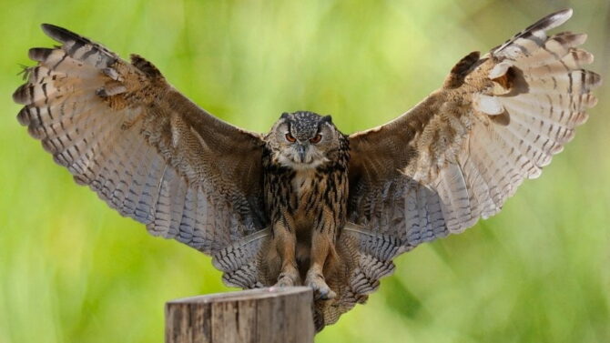 owls-facts-characteristics-behavior-diet-habitat