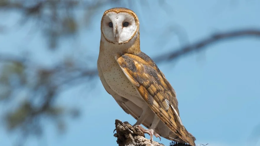 Owls In France (Species Identification, Facts & Pictures)