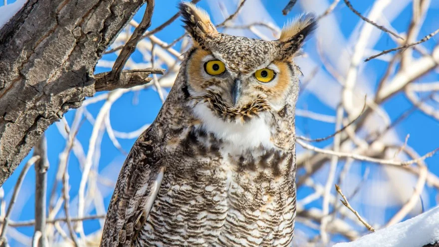 Owls In Oklahoma (Species Identification, Facts & Pictures)