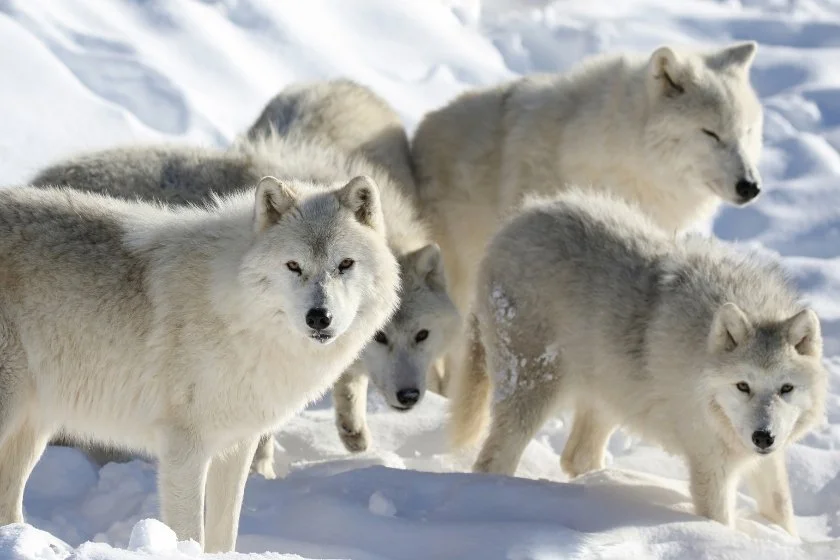 Pack of Arctic Wolves in Nature