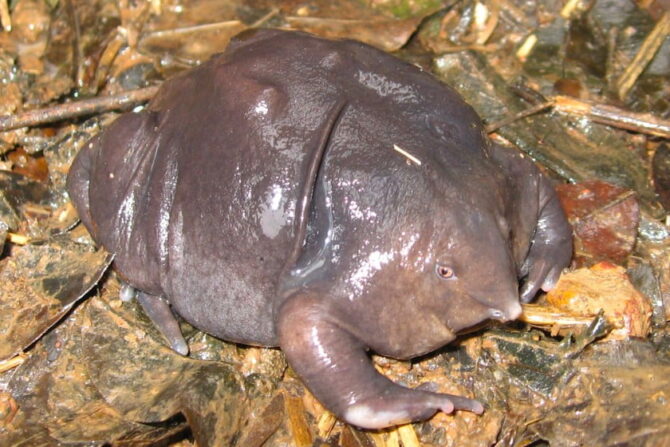 Purple Frog (Nasikabatrachus sahyadrensis)