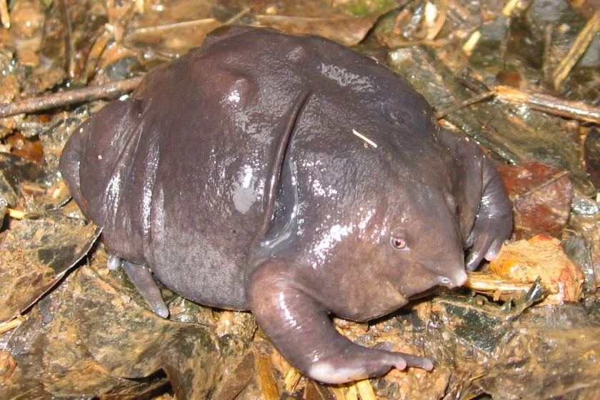 Purple Frog (Nasikabatrachus sahyadrensis)