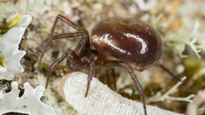 Rabbit Hutch Spider (Steatoda bipunctata) Facts & Profile