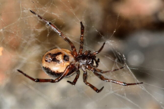 Rabbit Hutch Spider (Steatoda bipunctata) Showing Female Reproductive Openning