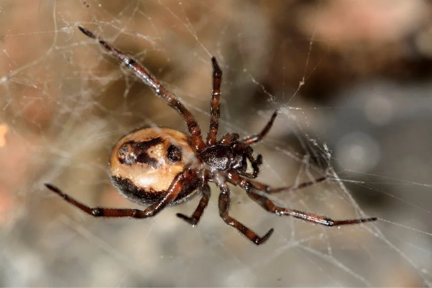 Rabbit Hutch Spider (Steatoda bipunctata) Showing Female Reproductive Openning