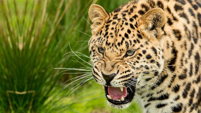 Rare Animals 15 Rarest Animals In The World With Pictures 