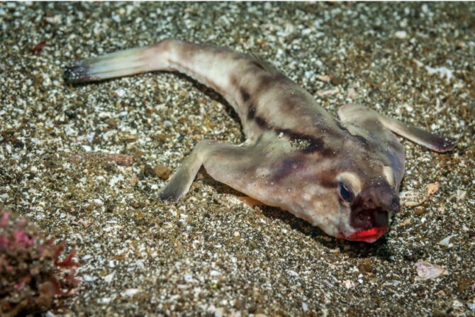 Red-lipped Batfish (Ogcocephalus darwini) Under Water
