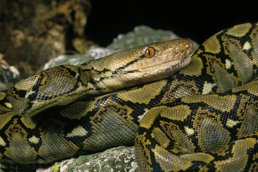 Reticulated Python (Malayopython reticulatus)