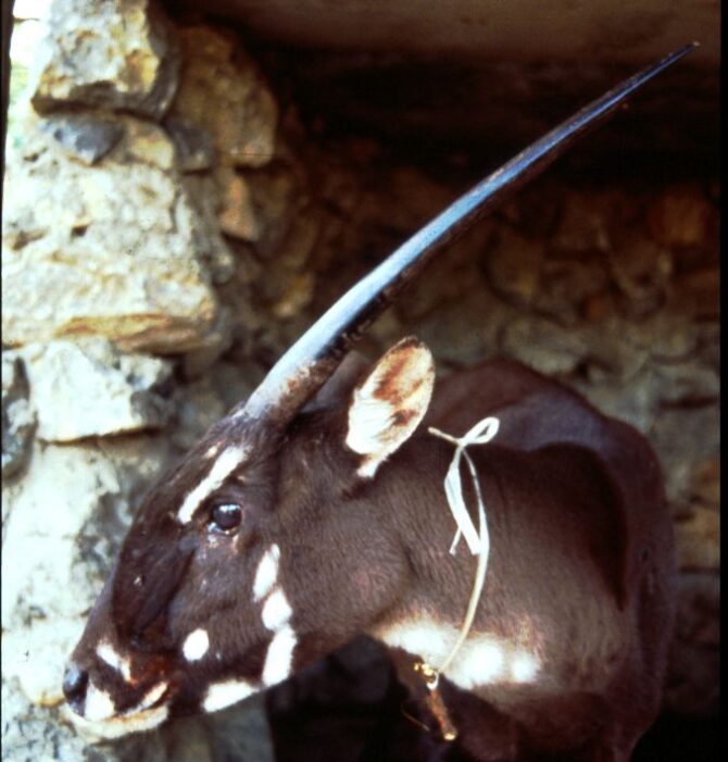 Saola (Pseudoryx nghetinhensis)