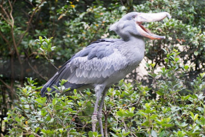 15 Biggest Birds In The World (Largest Species + Pictures)