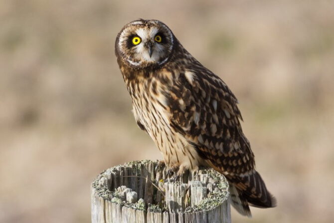 Short-Eared Owl (Asio flammeus) - hibou des Marais