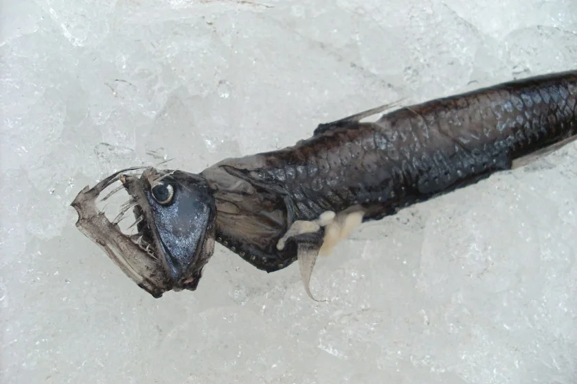 Sloane’s Viperfish (Chauliodus sloani)