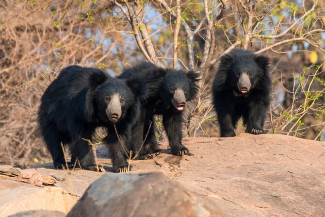 Sloth Bears (Melursus ursinus)