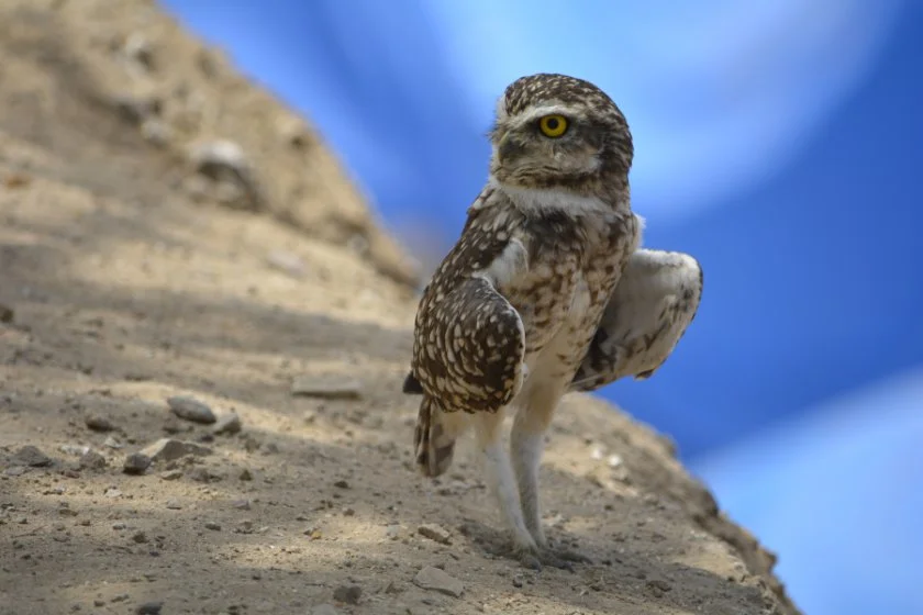Small Peruvian Owl Standing on Ground