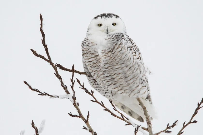 Snowy Owl (Bubo scandiacus)