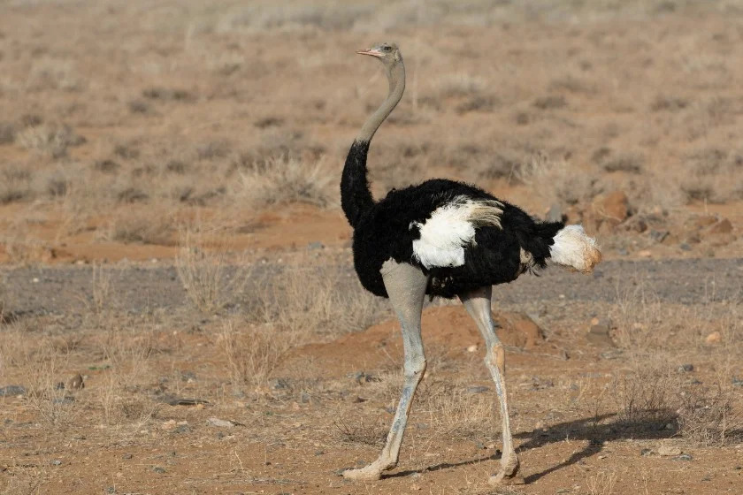 Somali ostrich (Struthio molybdophanes)