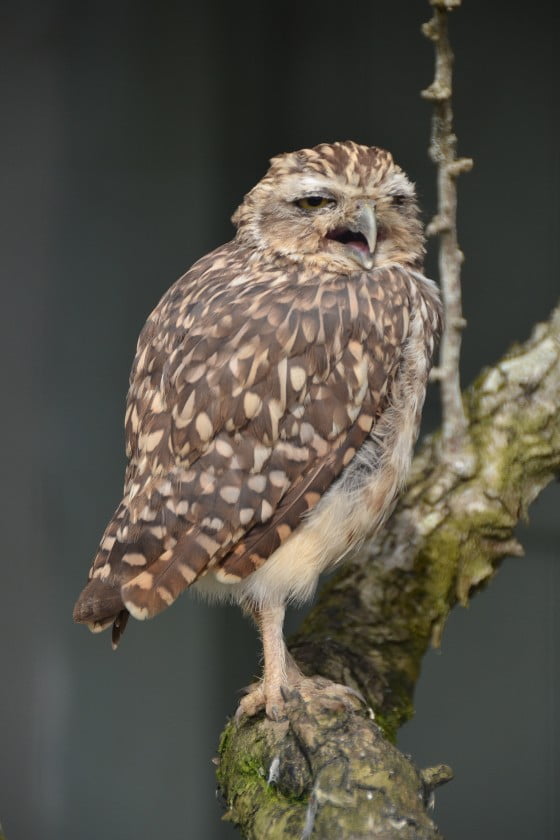 Spotted Owl (Strix occidentalis)