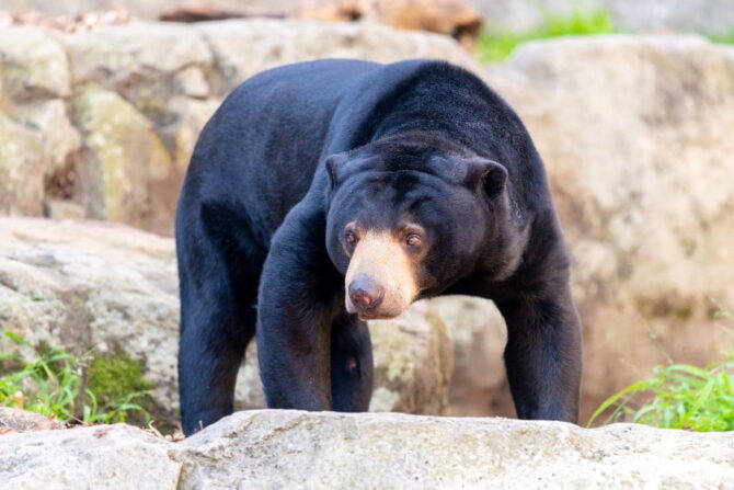 Sun Bear (Helarctos malayanus)