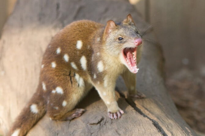 Tiger Quoll (Dasyurus maculatus)