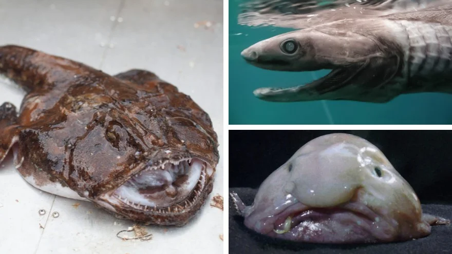 Ugly Fish Species - Ugliest Fish In The World's Oceans & Seas